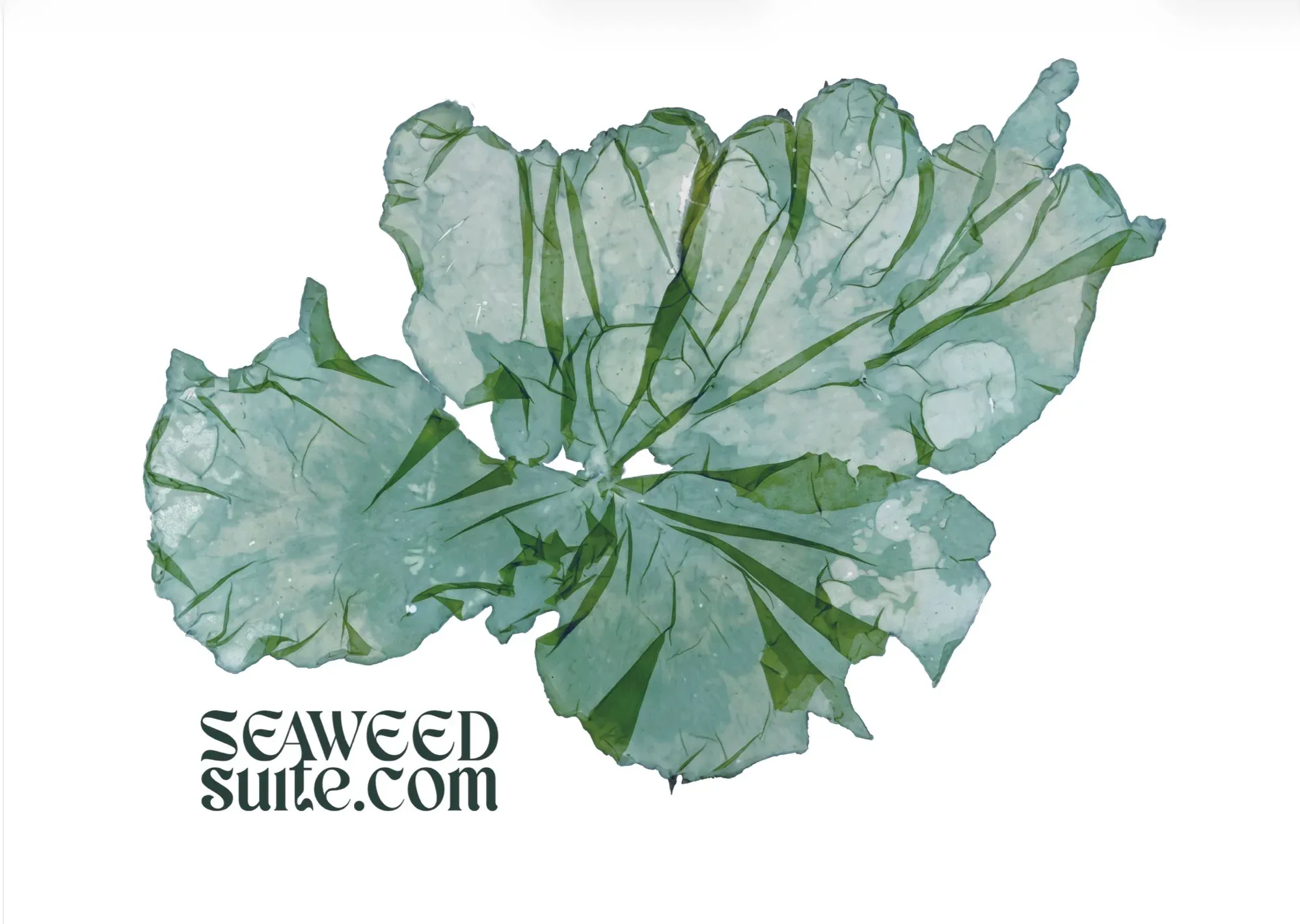 Social preview (www.seaweedsuite.com)